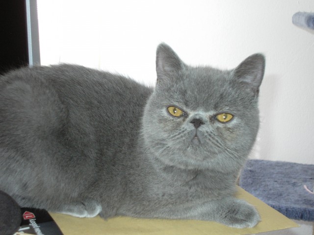 Exotic Shorthair Jungs 6 Monaten - Exotic Shorthair - Straubing