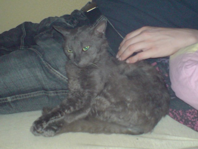 Kater Einstein - German Rex - Bochum