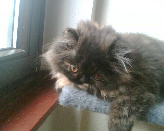 Suche Deckkater - Deckkater - Köln