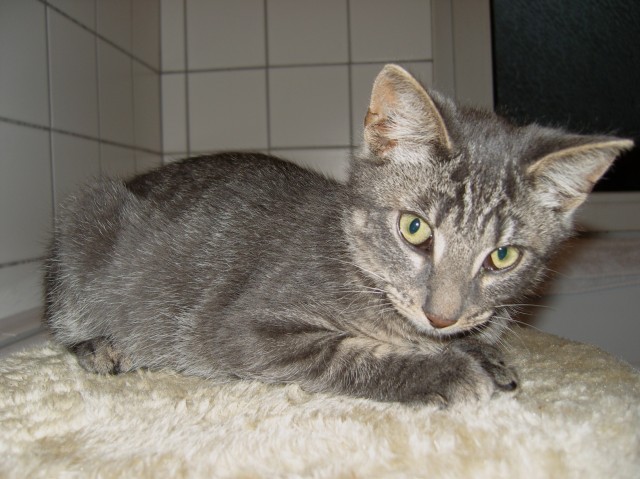 Kleiner süßer Kater sucht zu Hause (Flensburg u. Umgebung) - Mischling - Flensburg