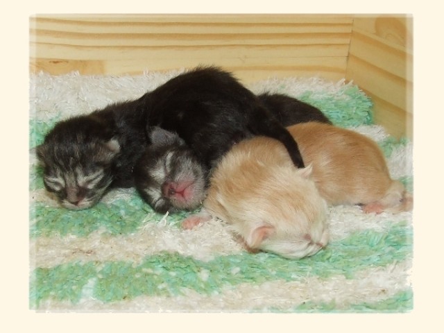 Wir haben zauberhaften German Angora Nachwuchs!!! - Katzen Sonstige - Wagenfeld