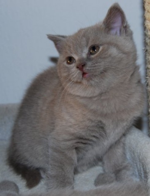 Wunderschönes BKH-Kätzchen Gwendy in lilac - British Kurzhaar - Staig