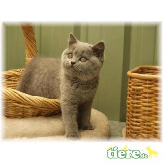 BKH Katzenbabys - British Kurzhaar - Kempten