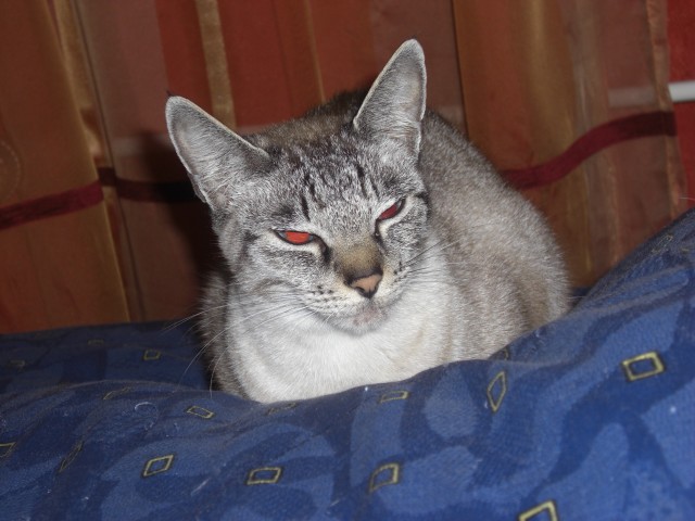 Seal Chocolate Tabby Point LADY sucht DECKKATER - Deckkater - Gelsenkirchen