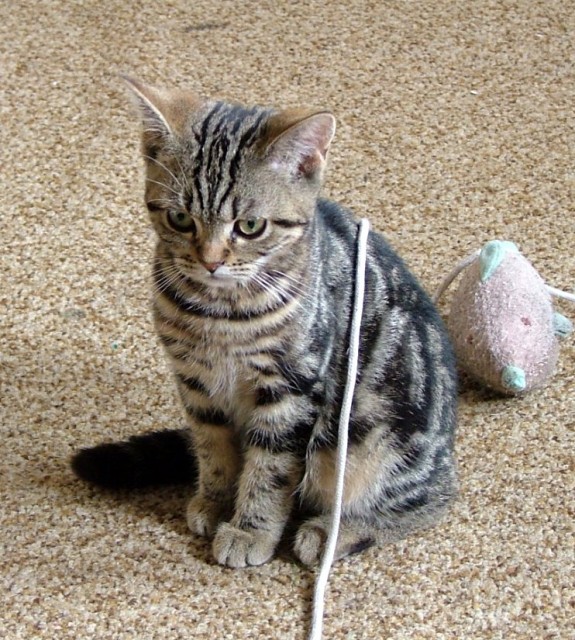 British Kurzhaarkätzin abzugeben... - British Kurzhaar - Schlüsselfeld