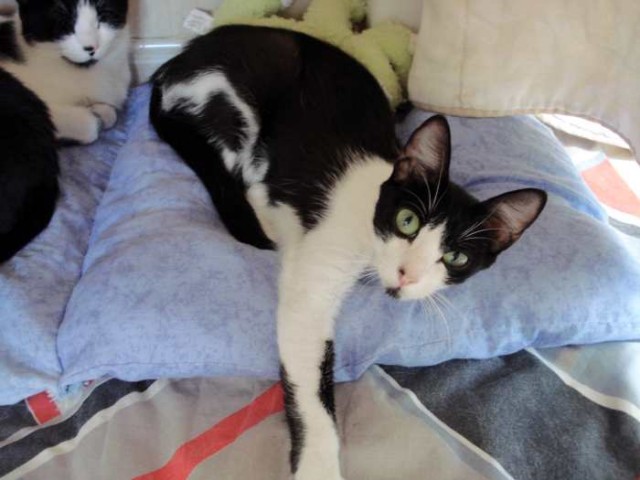 Liebe Katze Cleo mit Baby ausgesetzt! - Hauskatzen - Oberhausen