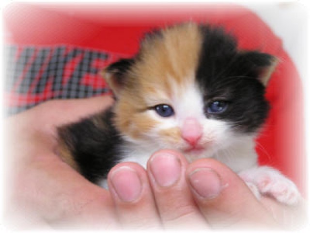 6 bezaubernde Norwegische Waldkätzchen suchen einen Schmuseplatz auf Lebenszeit - Norwegische Waldkatze - Uetze