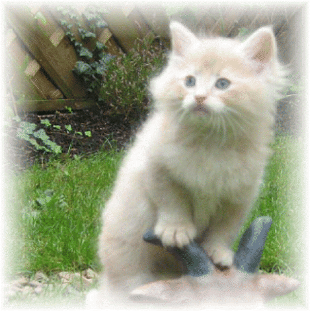 Verschmußtes Norwegisches Waldkatzenbaby - Norwegische Waldkatze - Wetter/Hessen