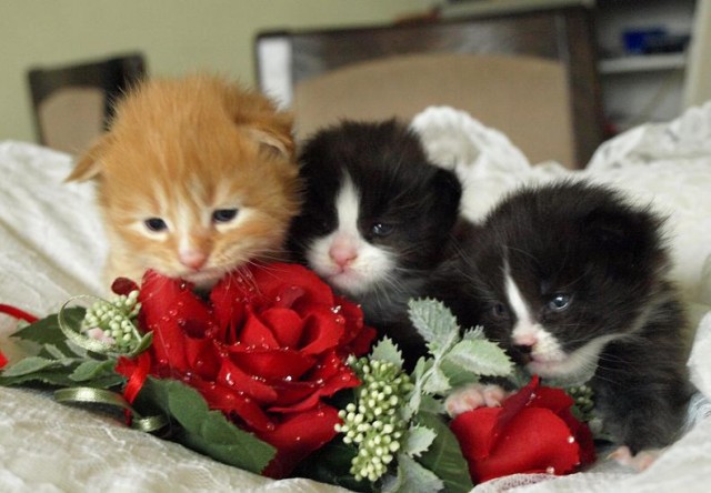 Hura unser super Wurf ist da, der Vater kommt nicht aus Deutschland, - Maine Coon - 59597