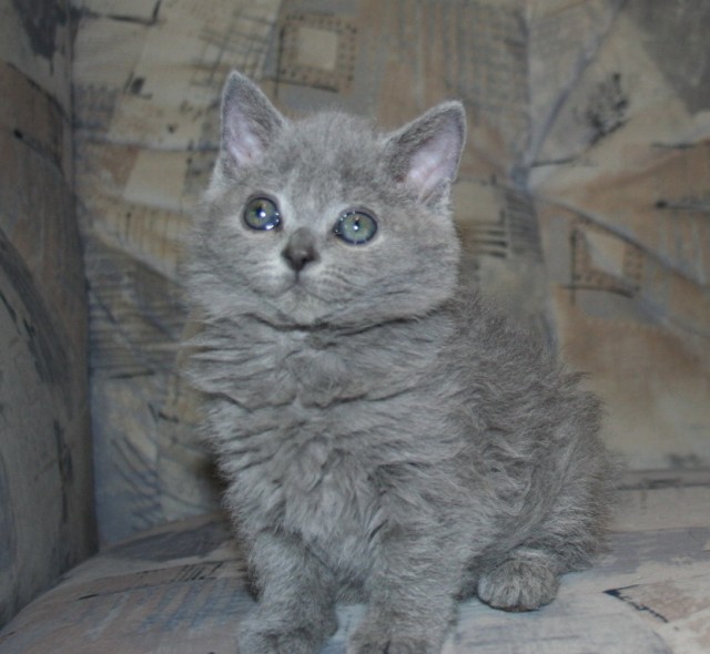 * Wir haben zuckersüße Bärchen in tollen Farben * - Selkirk Rex - NRW
