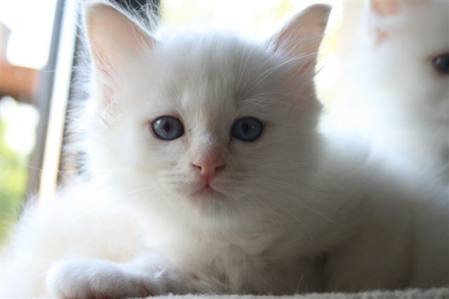 Heilige Birma Katerchen - Birma - Solingen