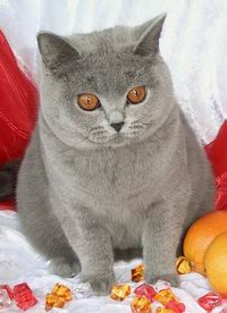 BKH/KARTÄUSER KATZE kastriert abzugeben! | katzen-kleinanzeigen.net