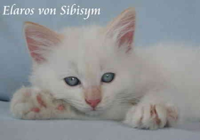 *~*Elaros ein Neva Masquarade Katerchen*~* - Neva Masquarade - Hünfelden