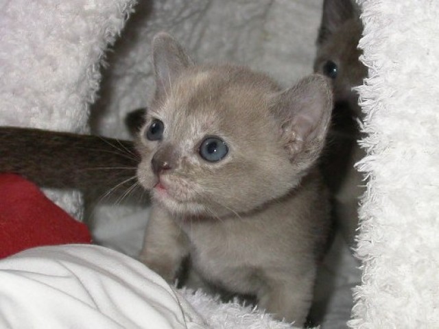 Burmababies - Burma - Frechen
