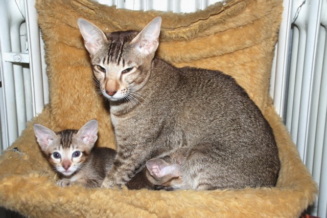 2  Siam/Orientalkatzen gemeinsam abzugeben - Orientalische Kurzhaar - Nürnberg