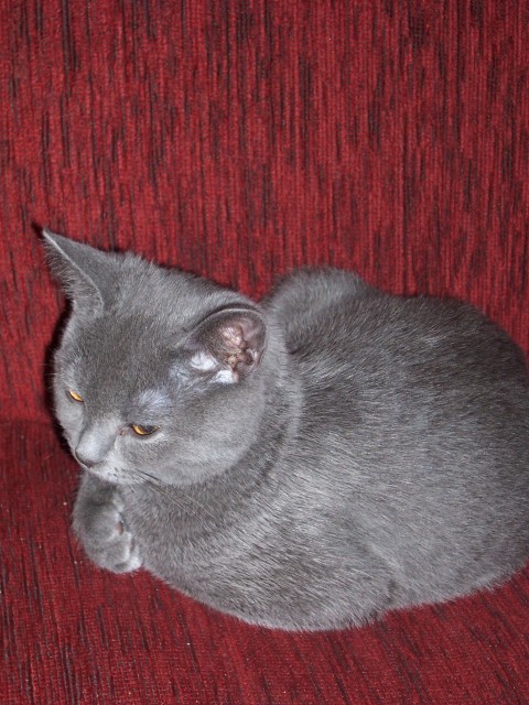 Suche BKH (Kartäuser) Deckkater in blau - Deckkater - Jena