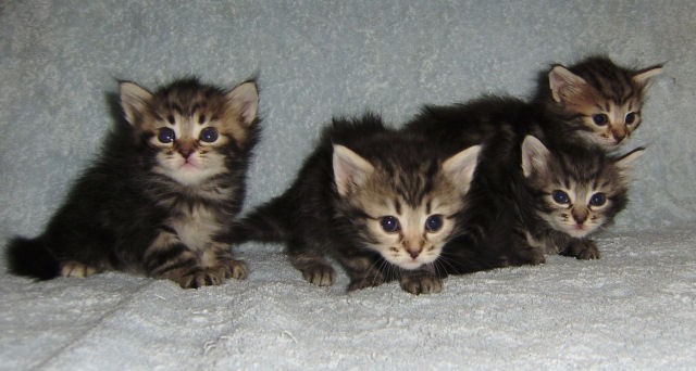 Sibirische Katzen aus der Ukraine - Sibirische Katze - Nikolaev