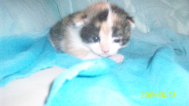 BKH Katzen - British Kurzhaar - zirndorf