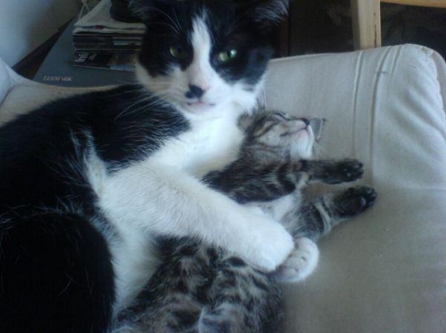 Suchen Catsitter für den Zeitraum 18.07.09 bis 30.07.09 (Kölner Südstadt) - Katzensitter - Köln