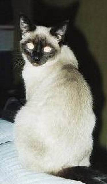 Suche Siam Deckkater in Duisburg - Deckkater - Duisburg