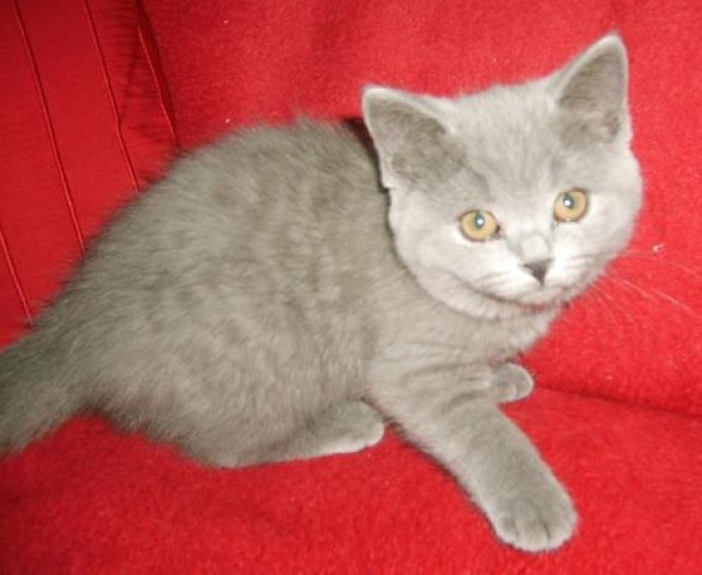  Britisch Kurzhaar Bärchen in blau mit Stammbaum dürfen ausziehen - British Kurzhaar - Berlin