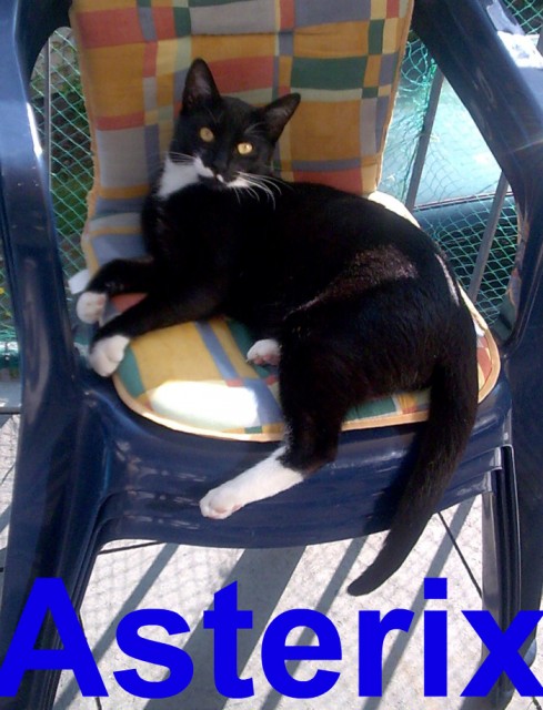 Kater 1 Jahr alt schwarz mit weissen Pfoten abzugeben - Freigaenger - Gießen
