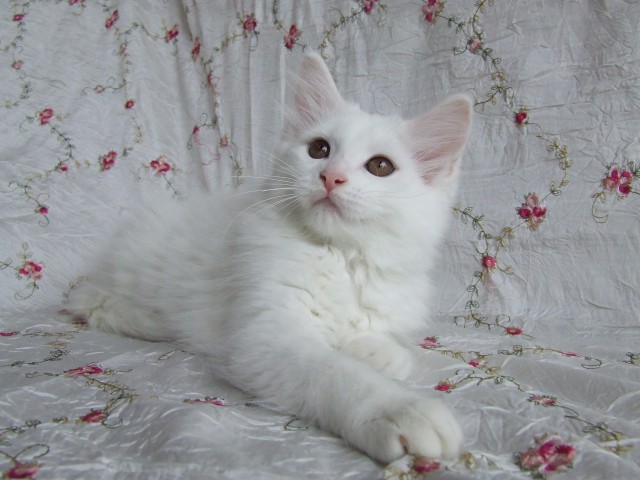 Bezaubernde Maine Coon Kitten - Maine Coon - Rheinberg