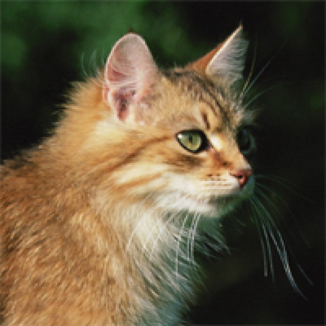 Katzenbetreuung in Bonn  - Katzensitter - Bonn