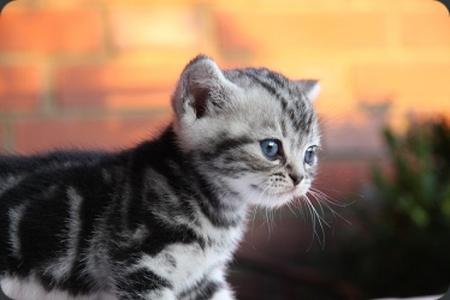 Britisch Kurzhaar in black silver classic tabby - British Kurzhaar - Gütersloh