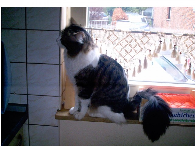 Angora Deckkater Sucht Mädels - Deckkater - Hilden