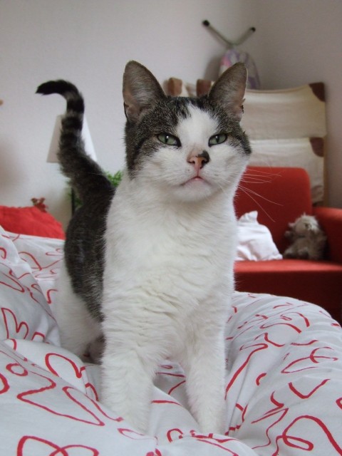 Lieben Kater abzugeben - Freigaenger - Hann. Münden