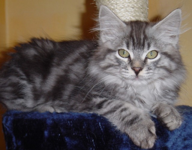 Sibirientaigas-Sibirische Katzen - Sibirische Katze - Holz/Saarland