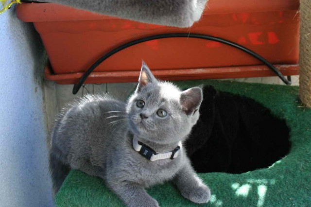 BKH / Kartäuser & Selkirk Rex aus der Klosterstadt * - Selkirk Rex - Kamp - Lintfort