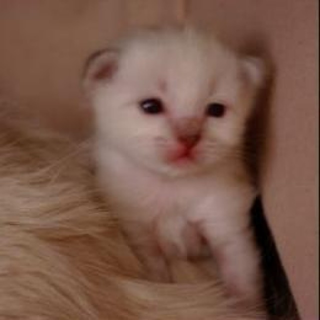 Ich suche ein neues zu Hause * Birma Kitten mit Papieren *  - Birma - Hannover