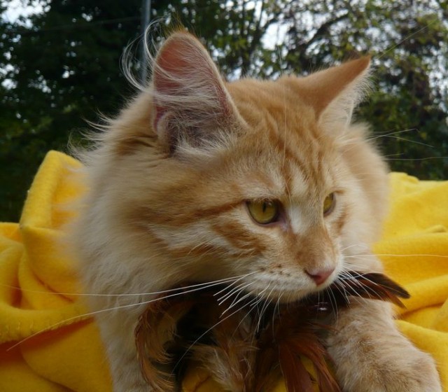 Sibirische/Neva Masquerade Katzen von www.BaikalAmur.de - Sibirische Katze - Engelsbrand