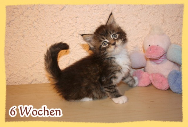 ***Reinrassige Maine Coon Kobalde abzugeben*** - Maine Coon - Elsdorf