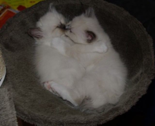Heilige Birma Kitten suchen den Himmel auf Erden! - Birma - Hannover
