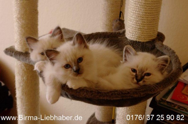 Die Traumkitten mit den blauen Augen - Birma - Hannover