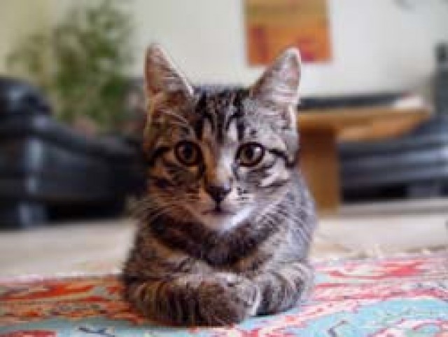 Tierpension Geiß in Ulm - Katzensitter - Ulm