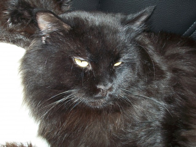 Maine Coon Deckkater - Deckkater - Berlin