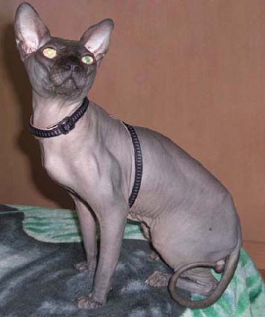 Kanadischer Sphynx - Deckkater - Trier