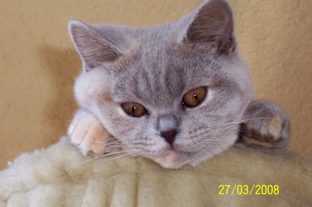 Suche Deckkater in creme mit Blutgruppe B - Deckkater - Magdeburg