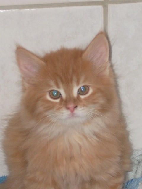 Maine Coon Katerchen in red tabby - Maine Coon - Melle