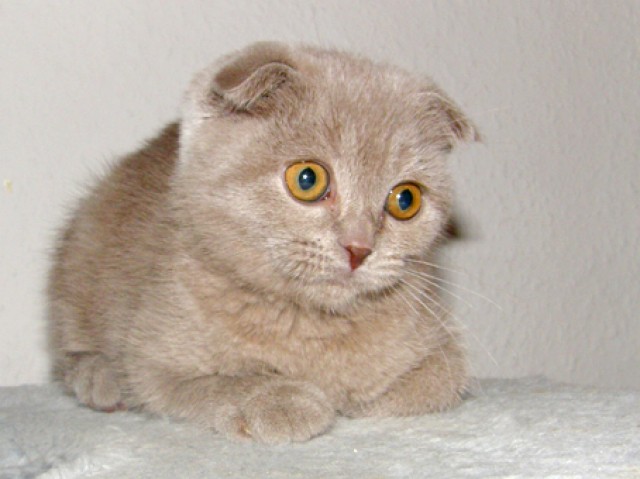 Wunderschönes, sehr verschmustes Scottish Fold Baby in Lilac - British Kurzhaar - Remscheid
