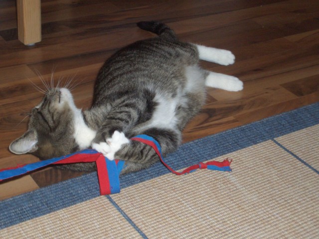 Kiki  s mobile Katzenbetreuung für Dortmund und Umgebung - Katzensitter - Dortmund