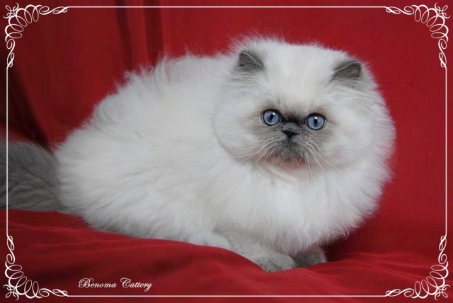 Perser mit Stammbaum - Perser - Schönfeld