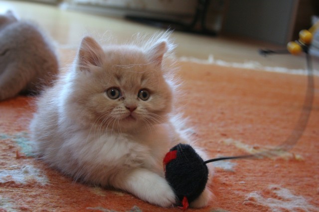 Süße BKH/BLH Kitten suchen Dosenöffner - British Kurzhaar - Bad Salzuflen