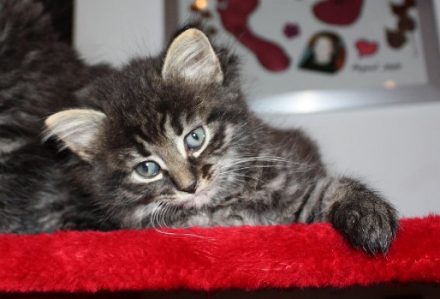 Sibirische Katzen - Sibirische Katze - Altenglan