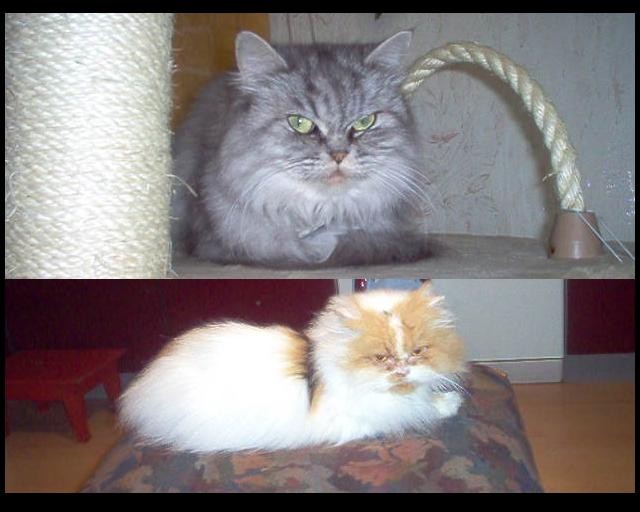 Perserkatzen - Perser - Kronach