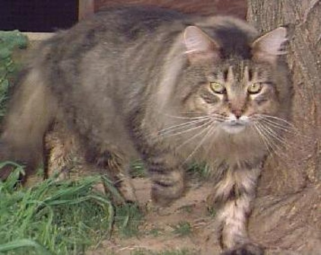 Reinrassige Maine Coon Katzen-Babys von 11 Wochen  - Hauskatzen - hanover